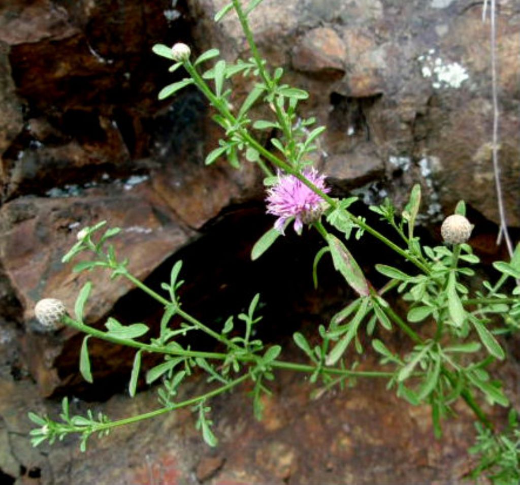 Centaurea aplolepa